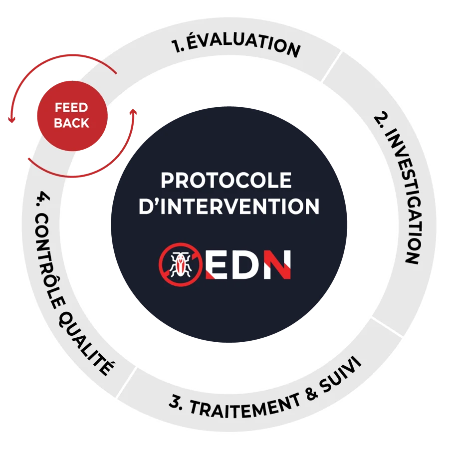 Protocole d'intervention EDN : évaluation, investigation, traitement et suivi, contrôle qualité, avec boucle de feedback