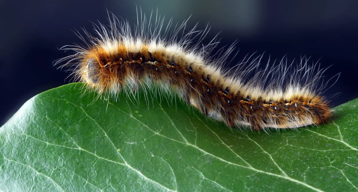 Chenille velue sur une feuille