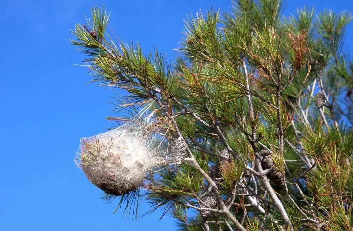 Nid de soie de chenilles processionnaires accroché à une branche de pin