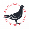 Dépigeonnage